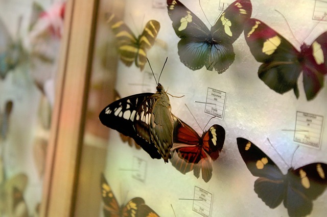 sbírka motylů