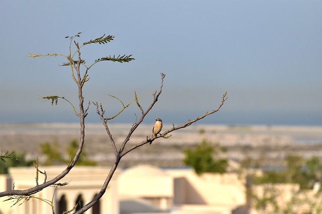 Pták na větvi